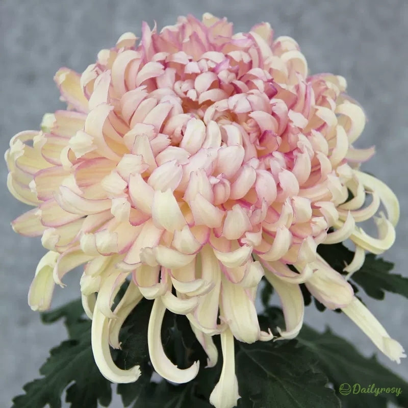 Beautiful Rare Spider Chrysanthemum 🌻 Very Easy