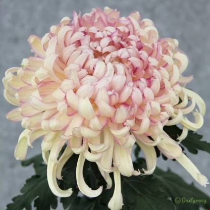Beautiful Rare Spider Chrysanthemum 🌻 Very Easy