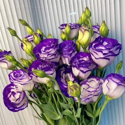 🔥Последен ден на продажба💝Eustoma Thornless Rose💐Семена от лизиантус