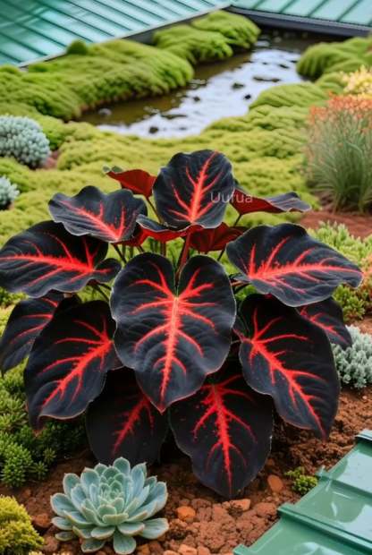 🌟Hosta/Coleus Seeds