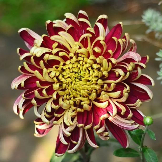 Beautiful Rare Spider Chrysanthemum 🌻 Very Easy