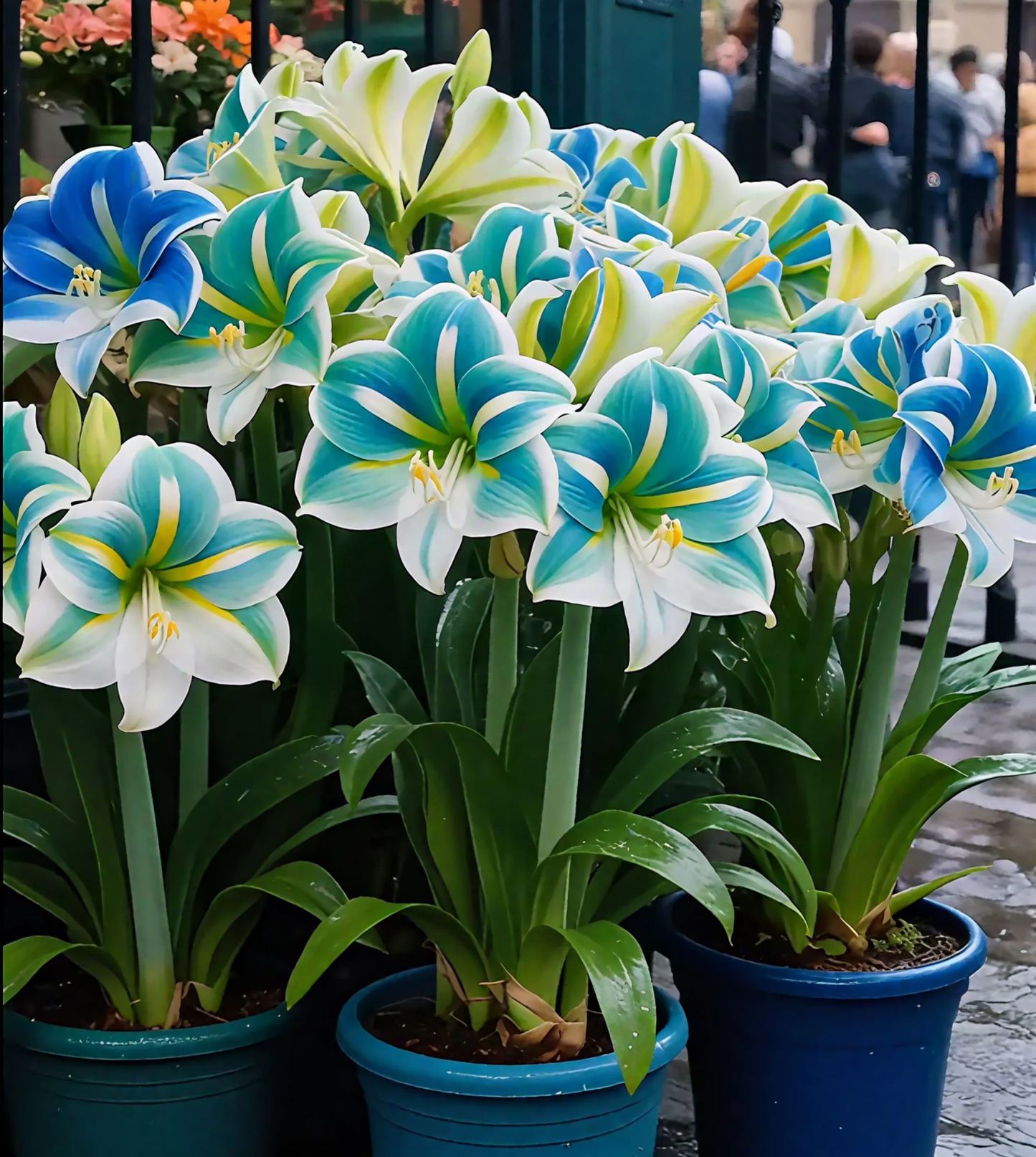 🌺Луковици на парфюмен амарилис с двойни венчелистчета