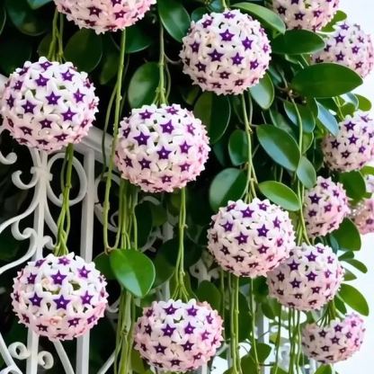 ✨ Хоя – звезди, падащи от небето ✨