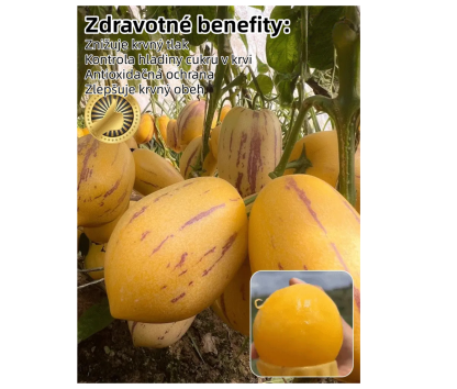 🌿Semená plodu ženšenu – jednoduché na pestovanie🌱