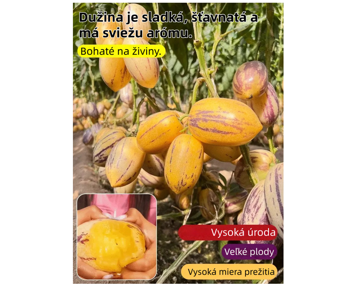 🌿Semená plodu ženšenu – jednoduché na pestovanie🌱