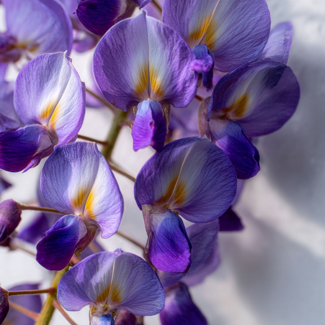 Purple Wisteria Seeds (Wisteria sinensis) – Climbing Flowering Vine – Fragrant Garden Plant – 400 Count-Gmhome Rentals