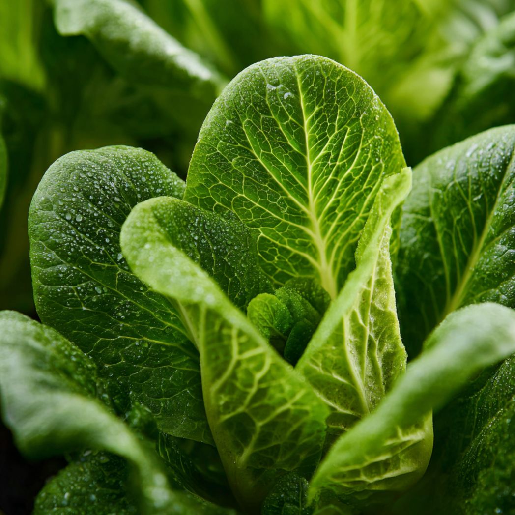 Romaine Lettuce Seeds (Lactuca sativa) – Crisp Green Leaf Vegetable – 1000 Count-Gmhome Rentals