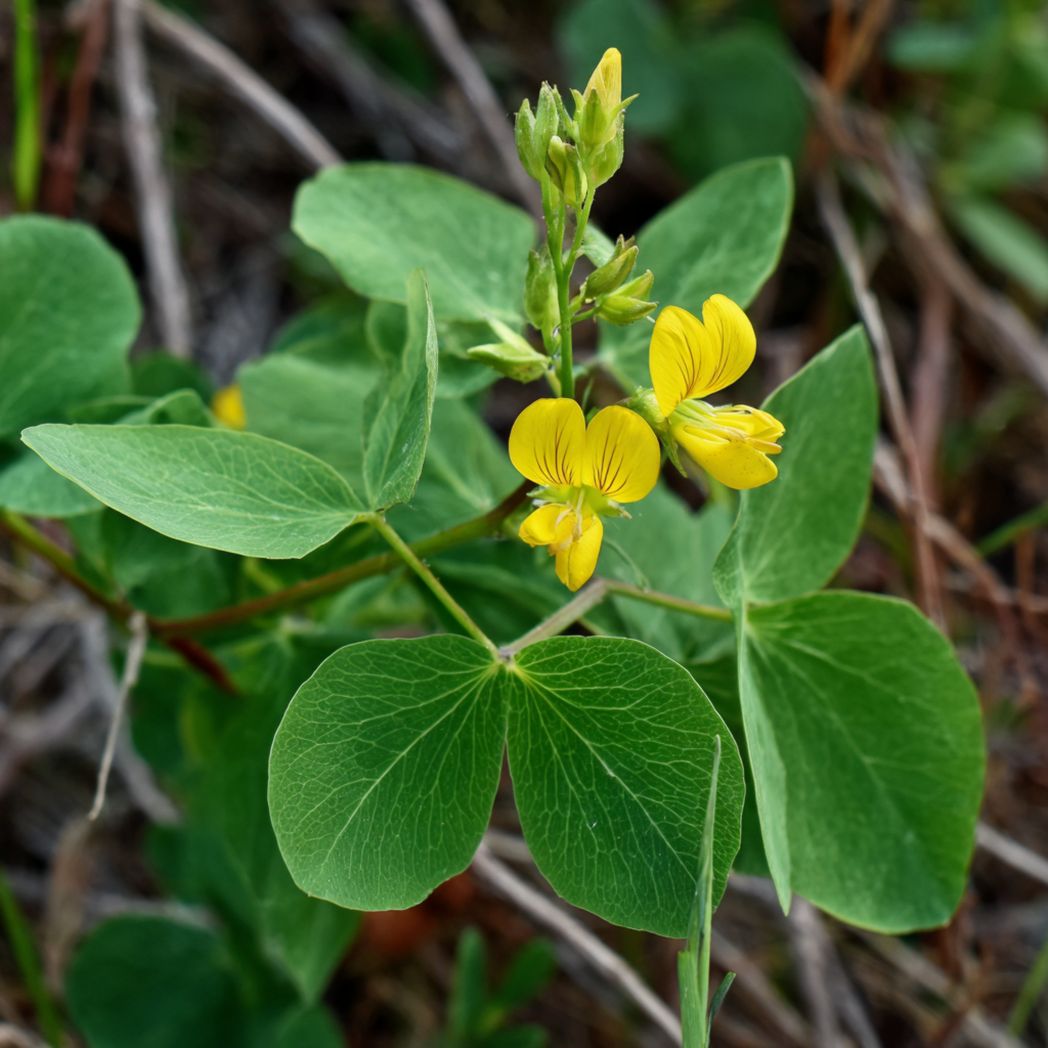 Crotalaria Juncea Seeds (Sunn Hemp) – Yellow Flowering Cover Crop – 200 Count-Gmhome Rentals