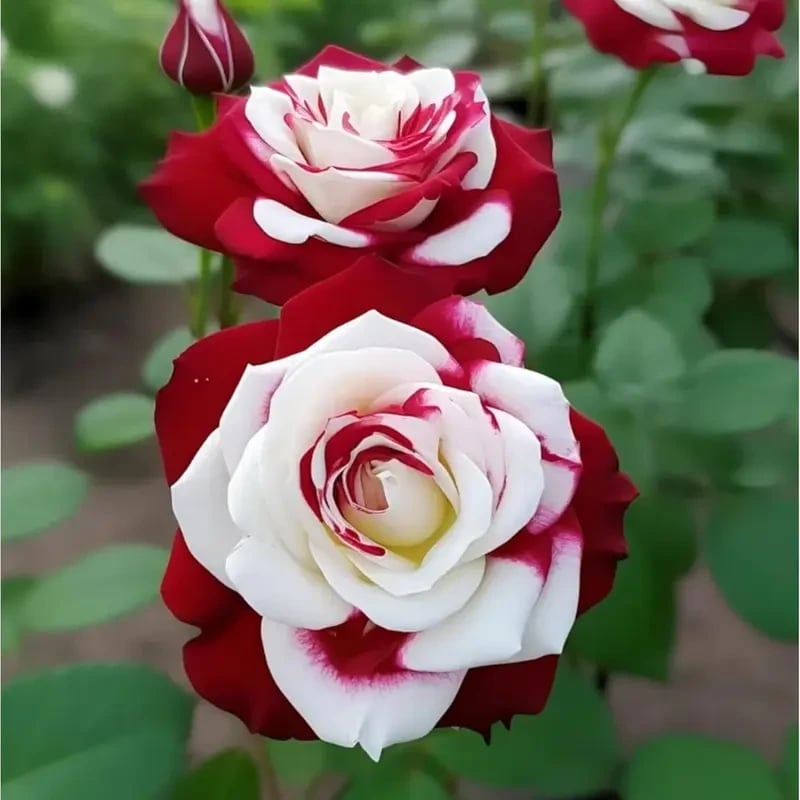🌹 200/1000pcs Rare Twin Red & White Rose Seeds — Vibrant Garden Blooms