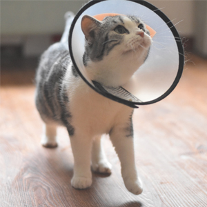 cat recovery cone 1