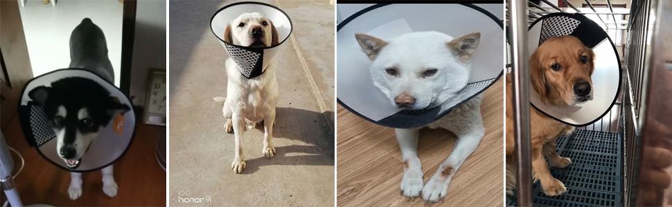 dog recovery cone &amp; collar 6