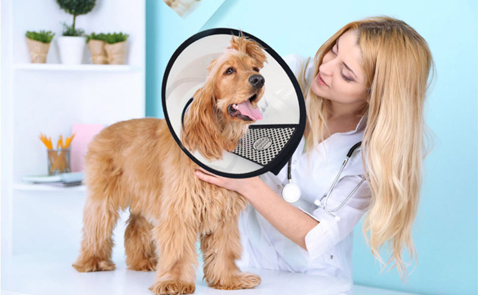 dog recovery collar 1