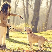 dog training leash
