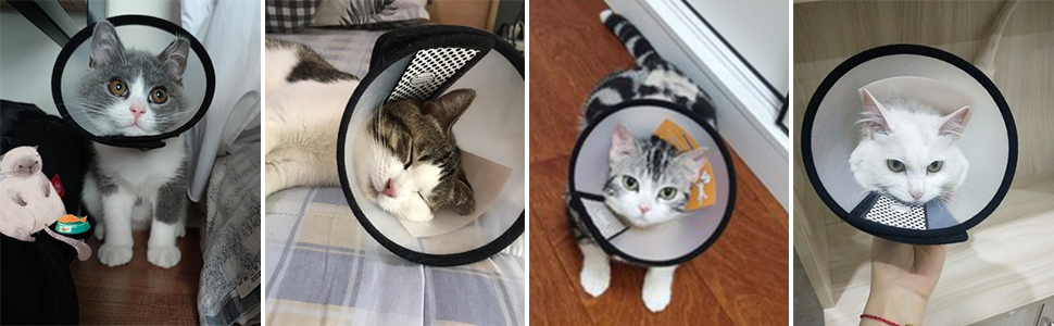 cat recovery cone &amp; collar 7