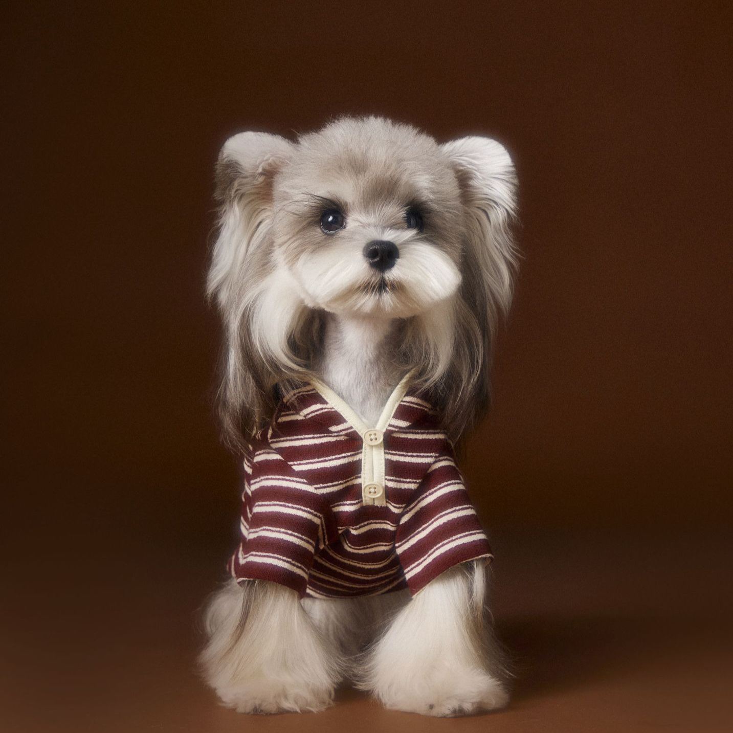 Autumn striped dog clothes sweatshirt