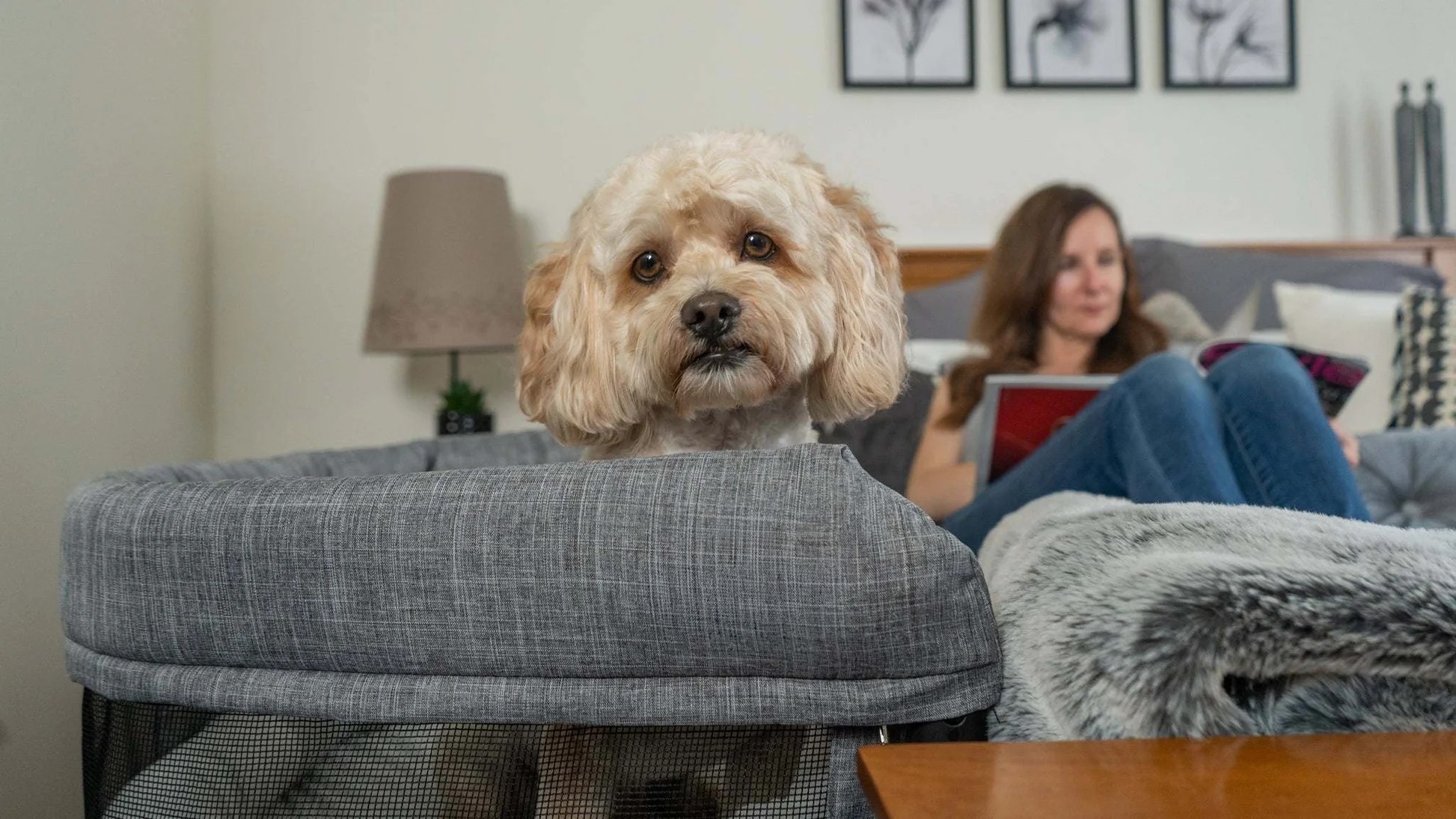 Bedside Pet Bed – Co-Sleeper for Cats & Small Dogs