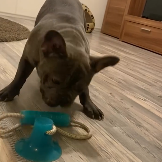 Puppy toy with suction cup handle