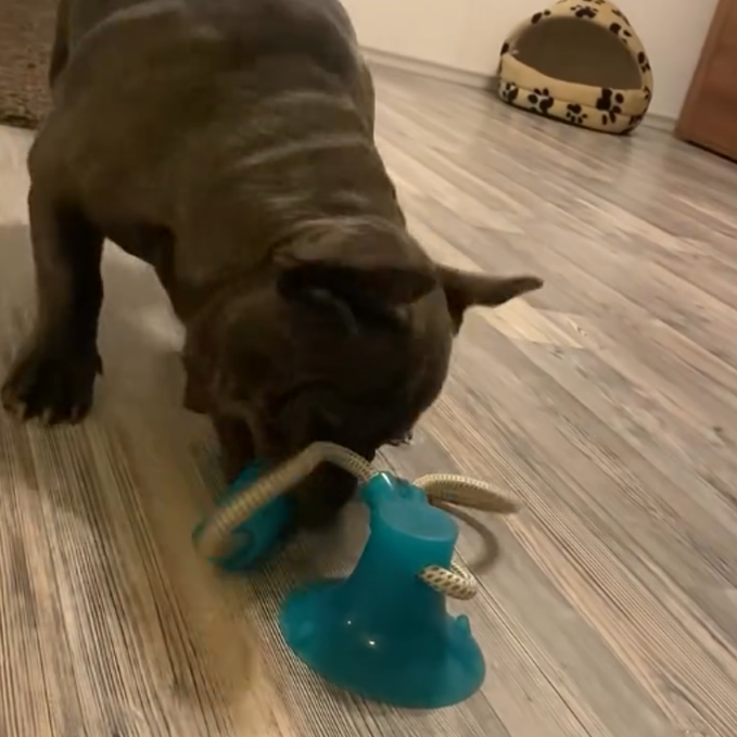 Puppy toy with suction cup handle
