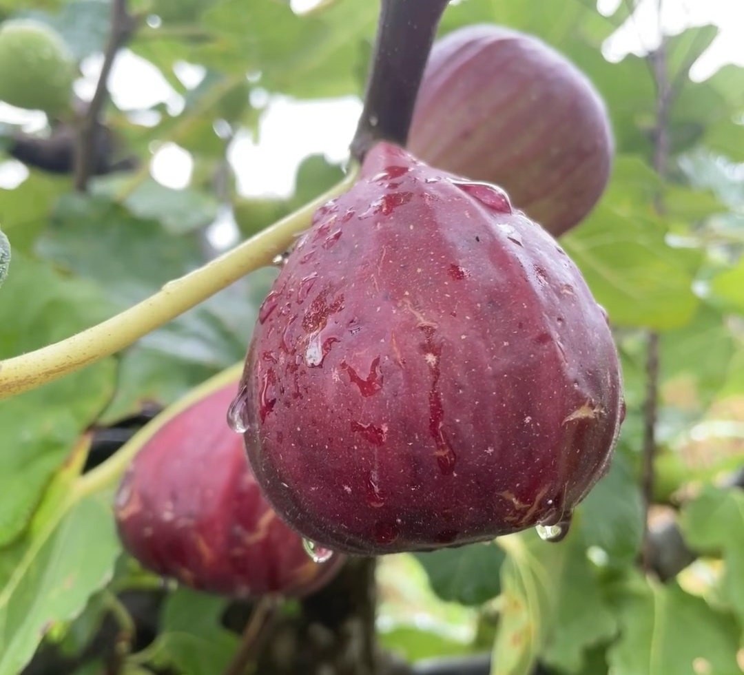 🍑Super Giant Fig Tree Seeds - The Sweetness of a Peach in Every Bite! 🌟-Plantjoyfarm-