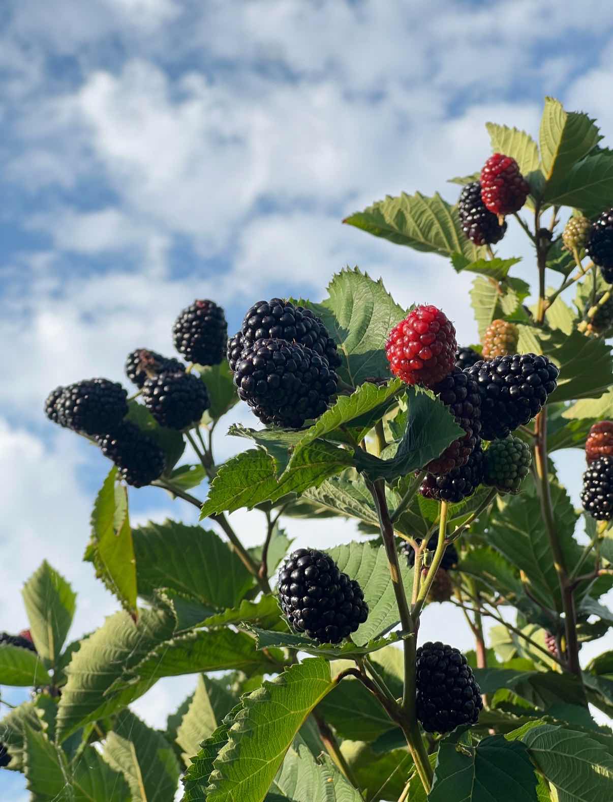 🍓 Vysoce kvalitní semínka malin - snadné pěstování - sladké plody