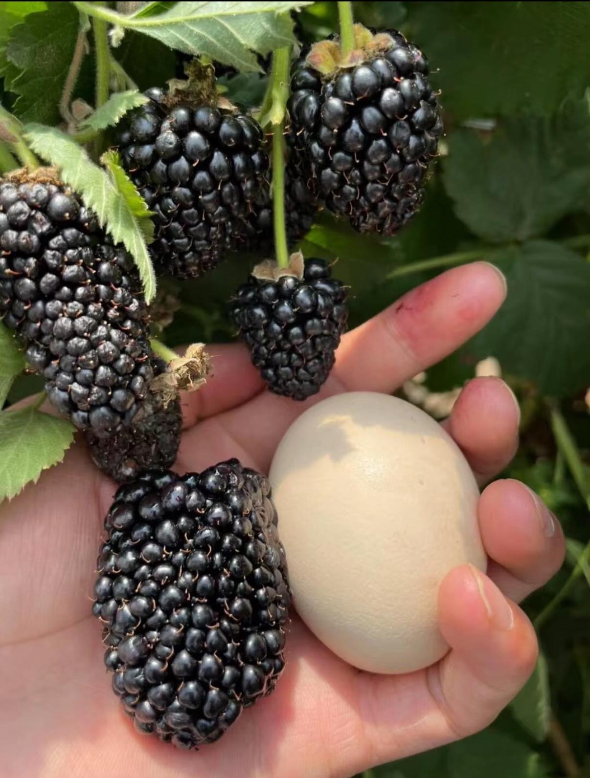 🍓 Vysoce kvalitní semínka malin - snadné pěstování - sladké plody