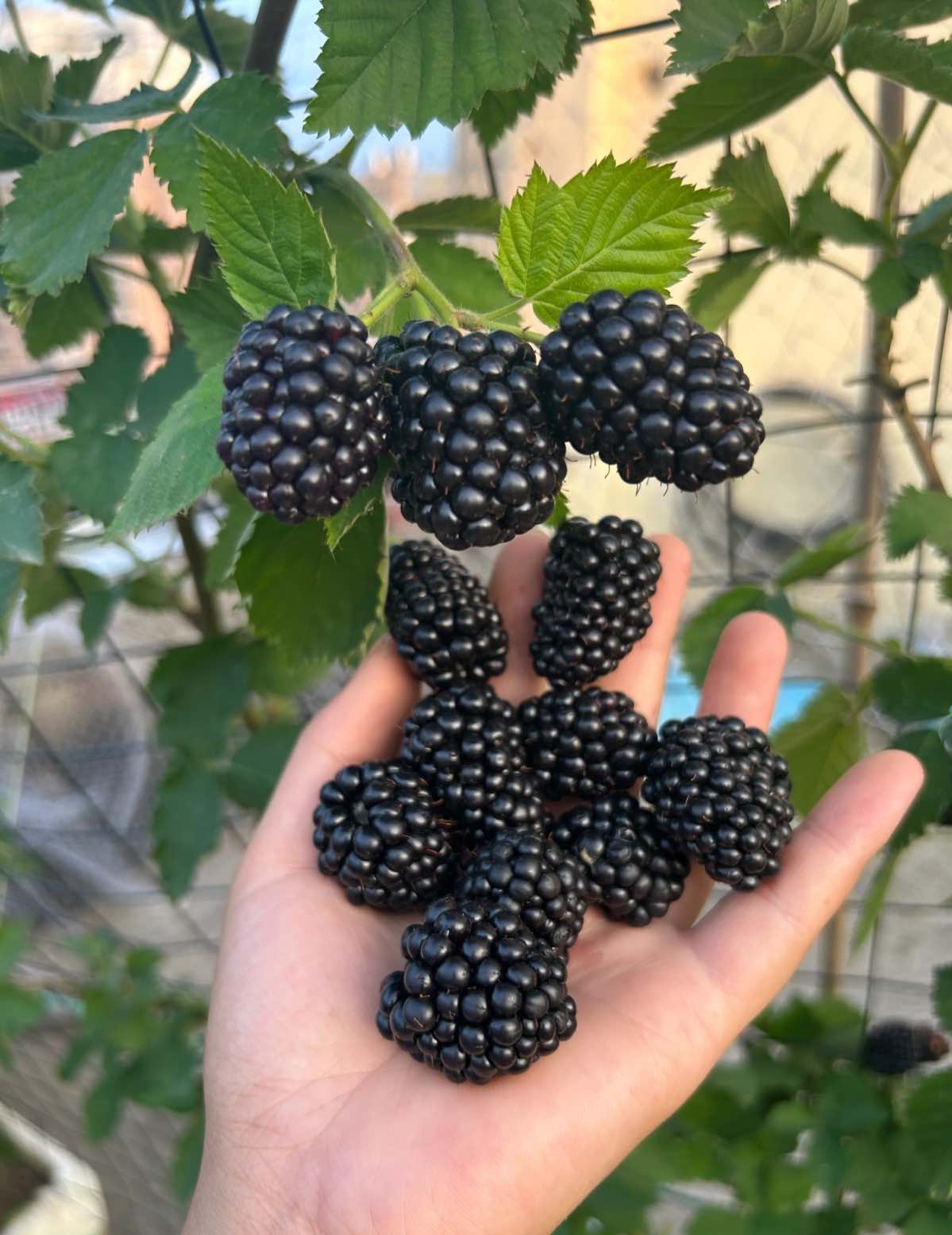 🍓 Vysoce kvalitní semínka malin - snadné pěstování - sladké plody