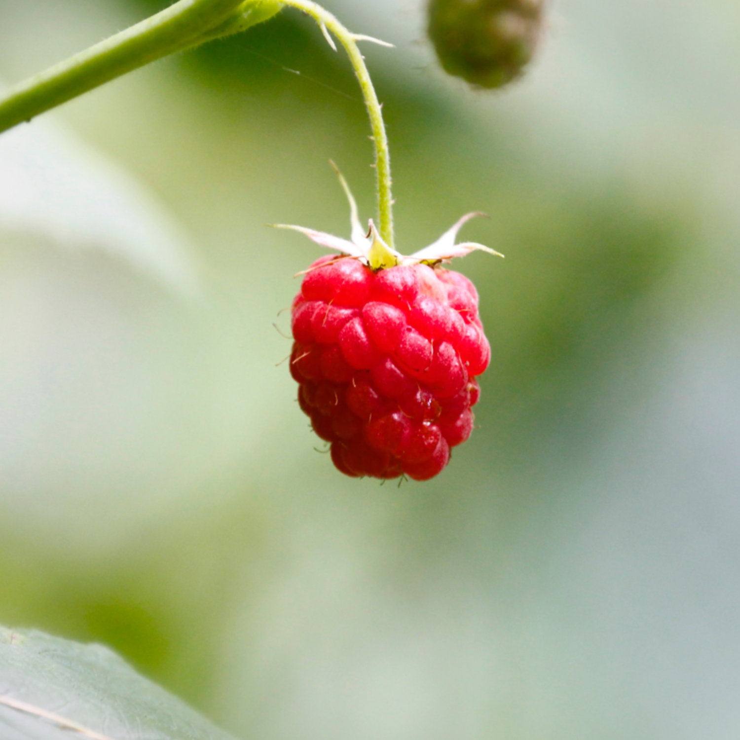 🍓 Piros málna magok – édesek és könnyen termeszthetők