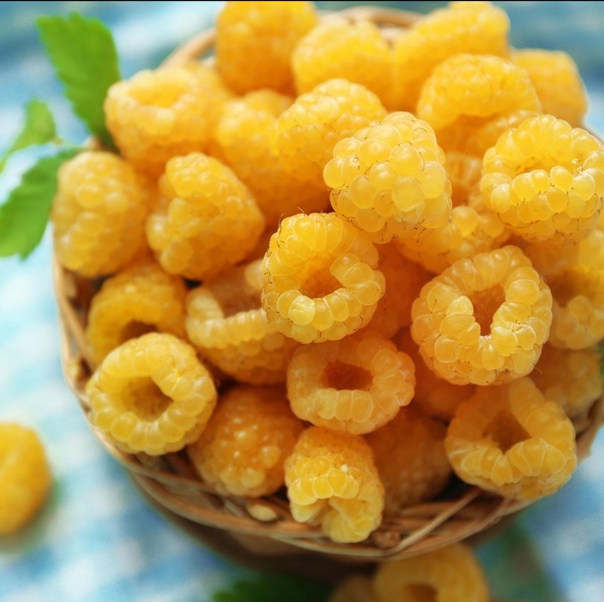 🍓 Vysoce kvalitní semínka malin - snadné pěstování - sladké plody