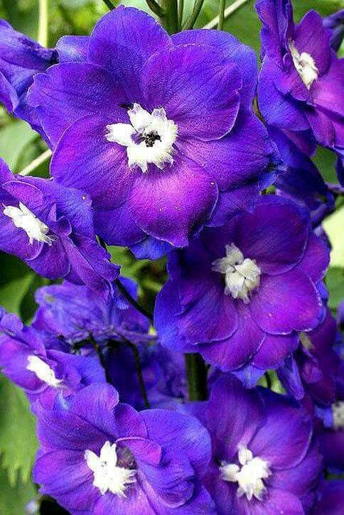 💐 Double Delphinium — Towering Spikes, Packed Petals