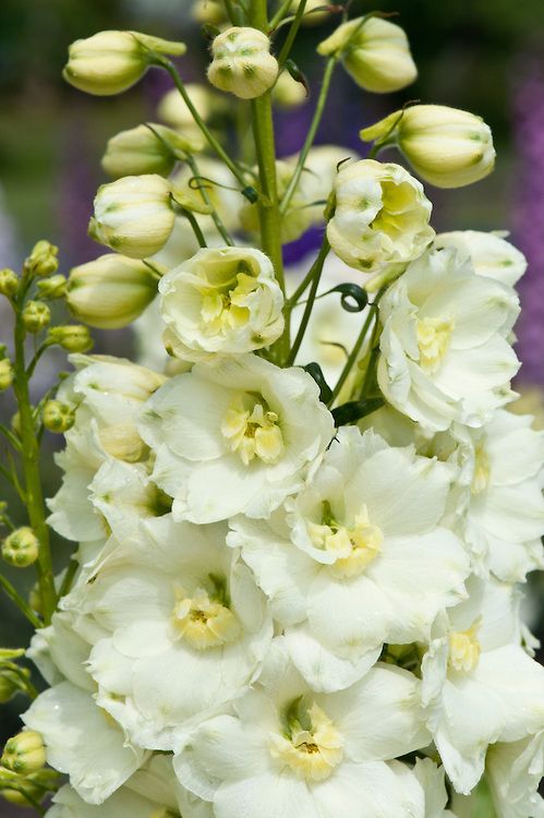 💐 Double Delphinium — Towering Spikes, Packed Petals