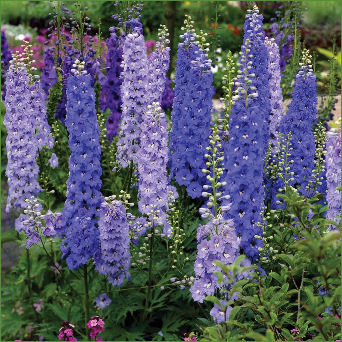 💐 Double Delphinium — Towering Spikes, Packed Petals