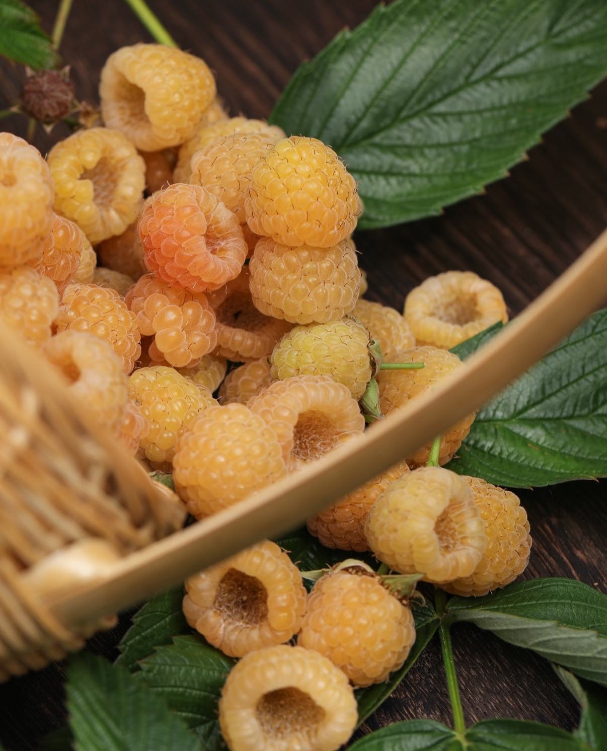 🍓 Vysoce kvalitní semínka malin - snadné pěstování - sladké plody