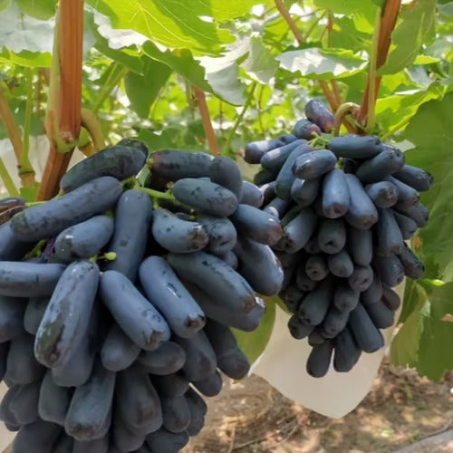 Dovážená hroznová semínka se sladkým safírem 🍇