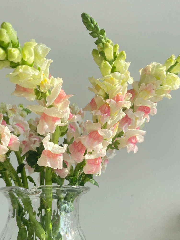 Garden Snapdragon Seeds
