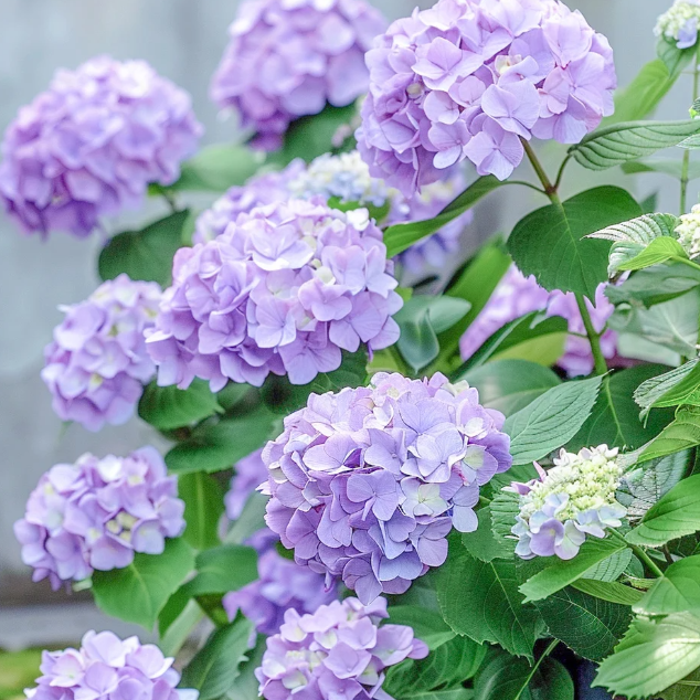 💙Hortenzia magok – Óriási virágok, a színt te irányítod