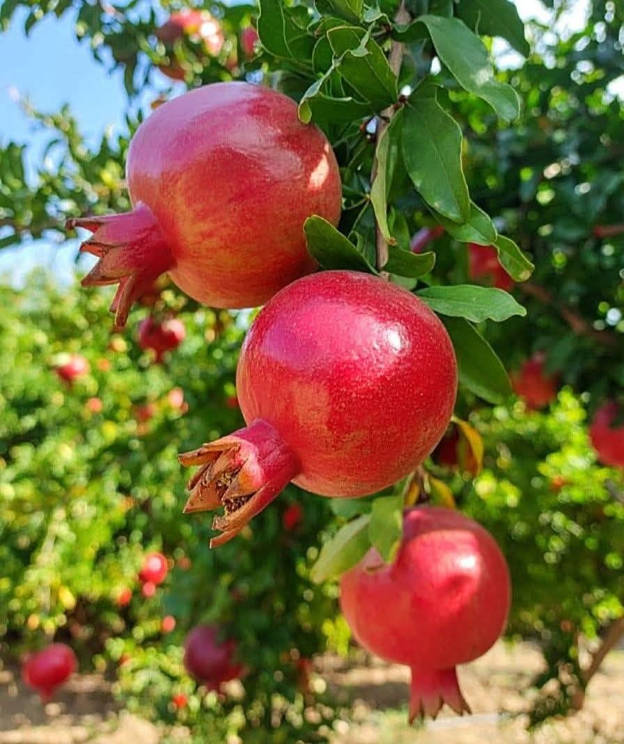 🔴Ρόδι — Ένα φρούτο 5.000 ετών γεμάτο με ρουμπίνια