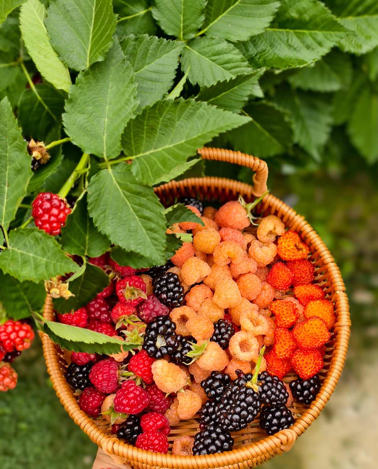 🍓 Vysoce kvalitní semínka malin - snadné pěstování - sladké plody