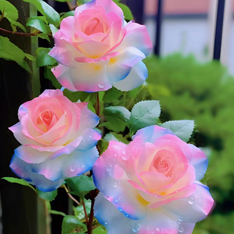 Westliche Mandala-Rose Lancaros
