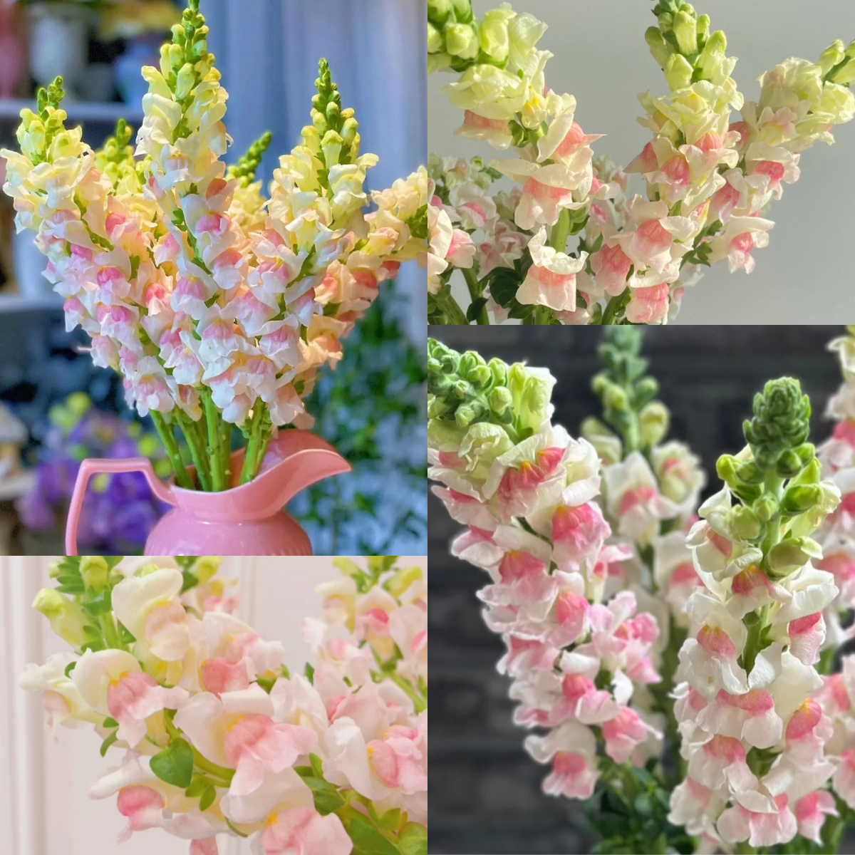 Garden Snapdragon Seeds