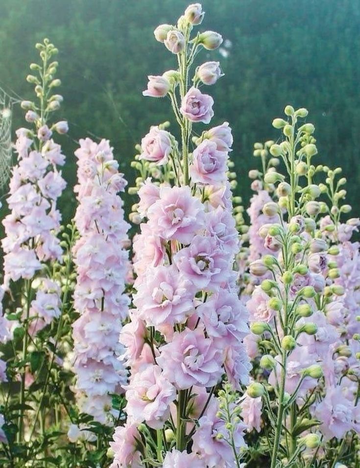 💐 Double Delphinium — Towering Spikes, Packed Petals