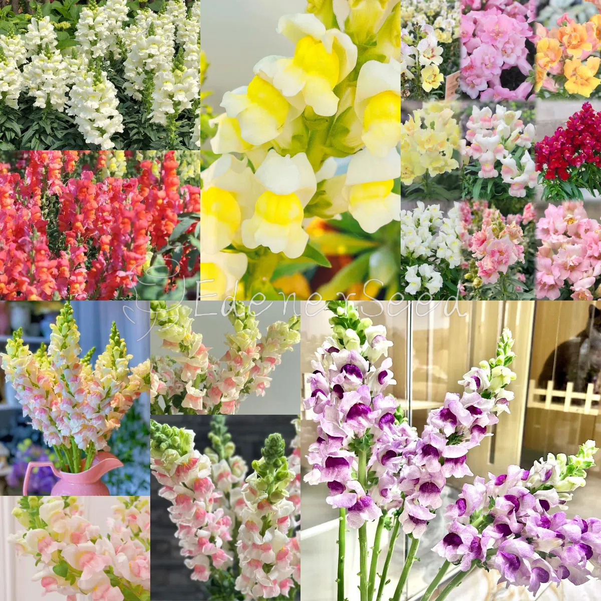 Garden Snapdragon Seeds