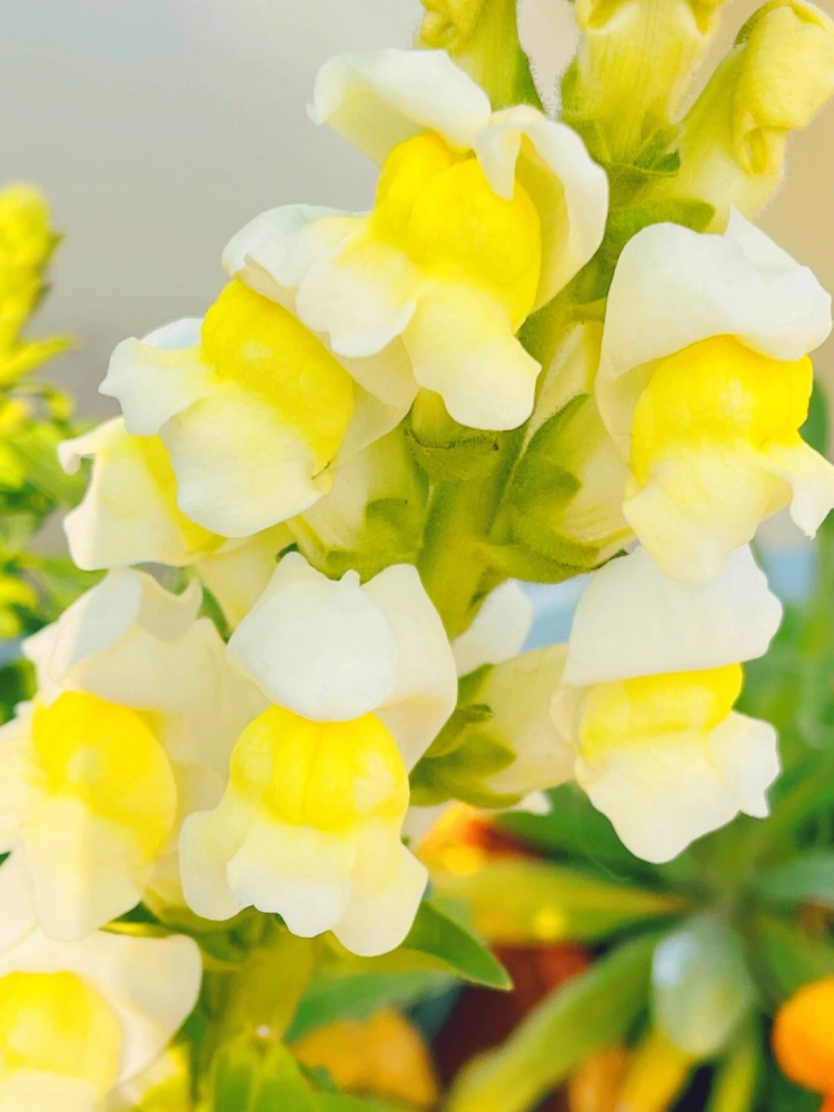 Garden Snapdragon Seeds