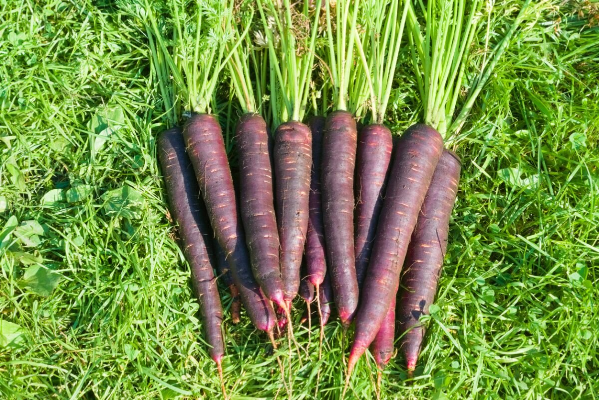 Carrot Deep Purple F1
