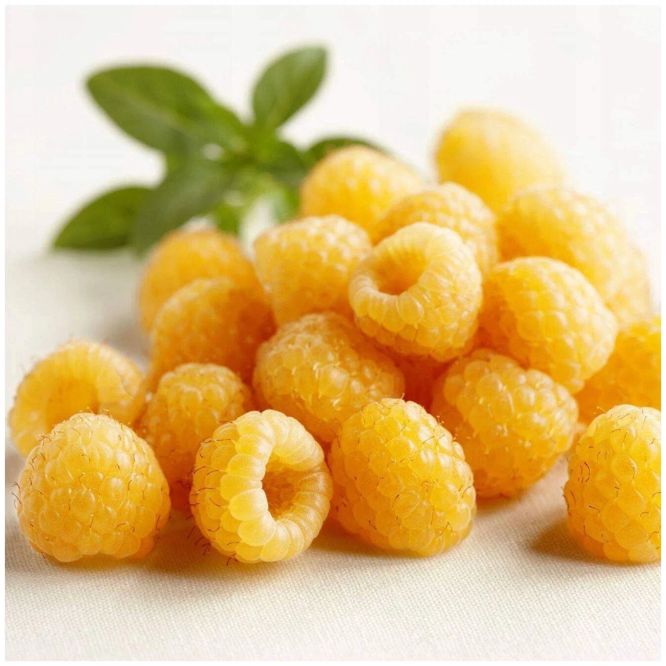 🍓 Vysoce kvalitní semínka malin - snadné pěstování - sladké plody