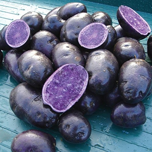 🥔Simply Seed – Purple King Kartoffel – Natürliches Saatgut – Anzuchtfertig – Anbau in den USA – Echte Kartoffeln – Gentechnikfrei