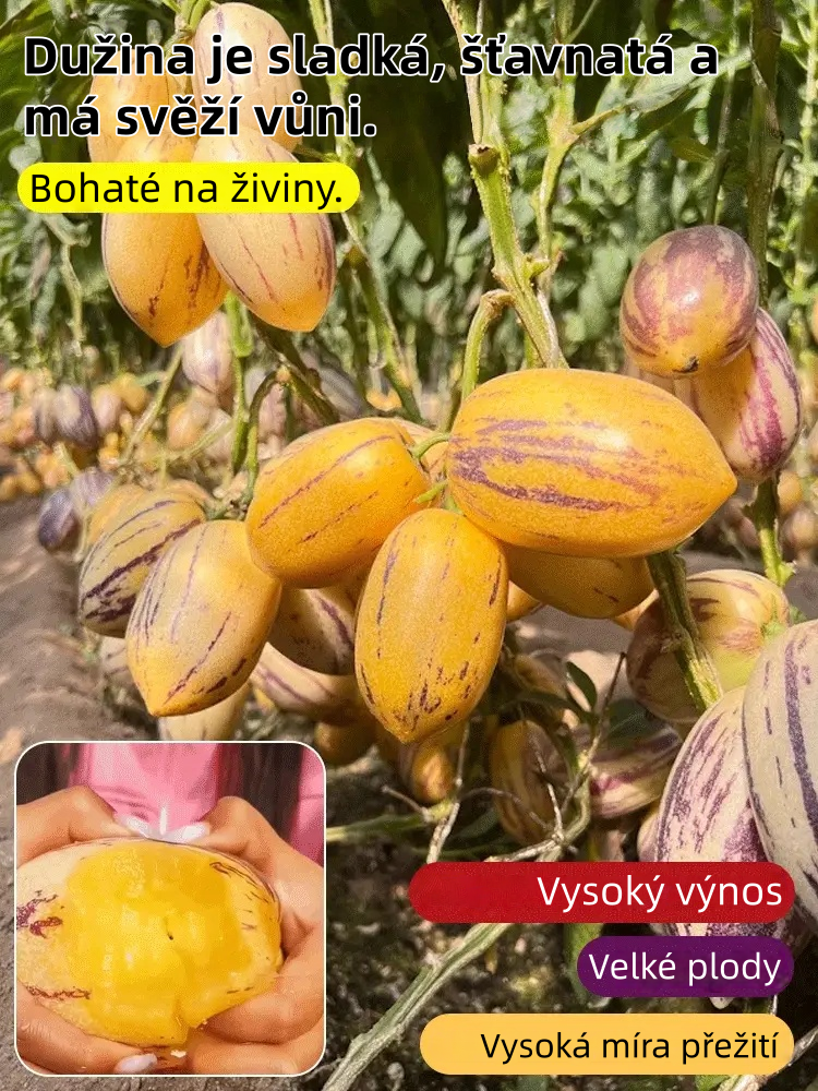 Semínka ženšenu – snadno se pěstují 🌱 bohatá na živiny 👍