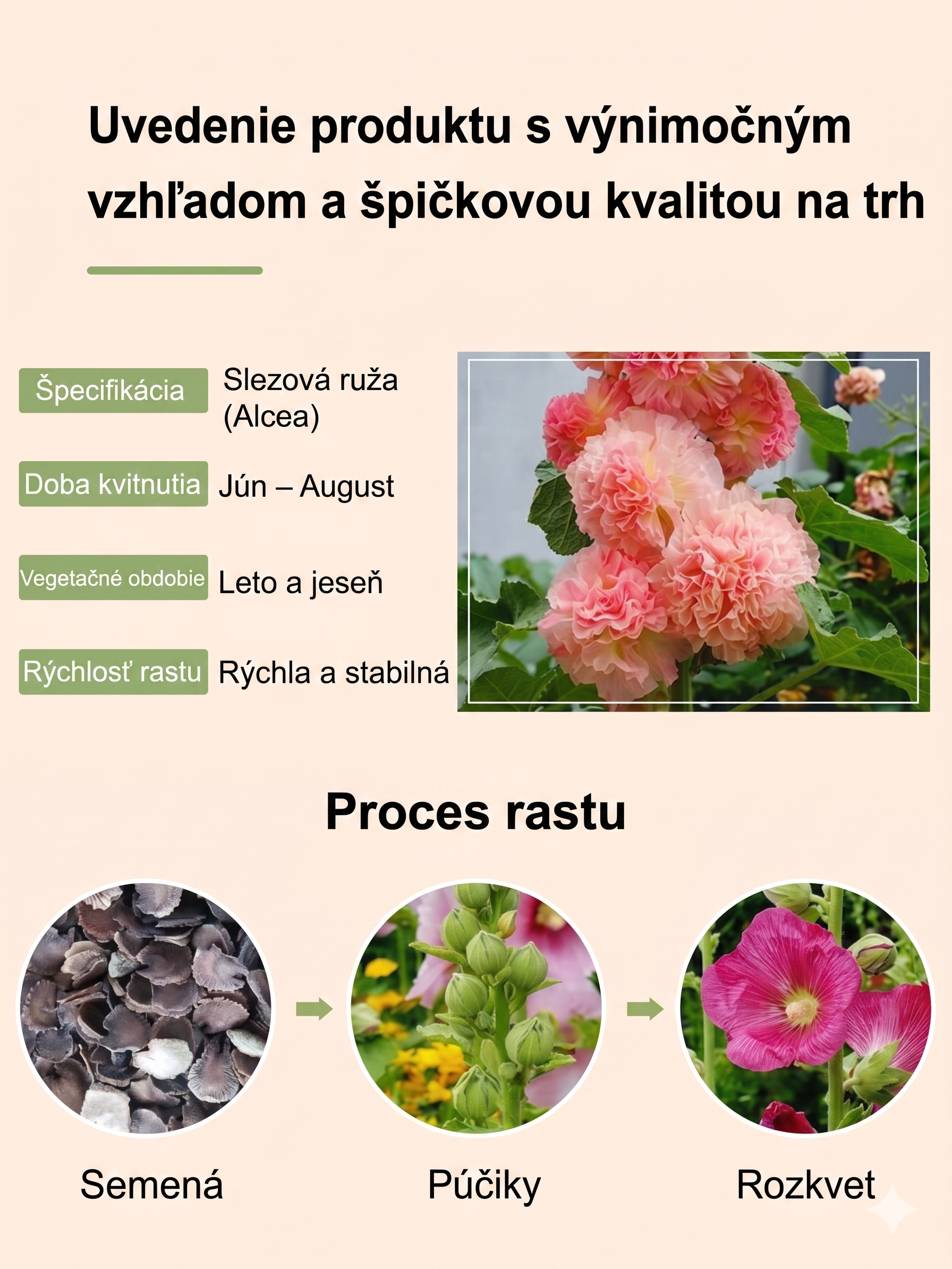 Semená slezu – kvitnú už za 8 týždňov! 🌸Ak semená nevyklíčia do 7 dní, vrátime vám celú sumu! 💸