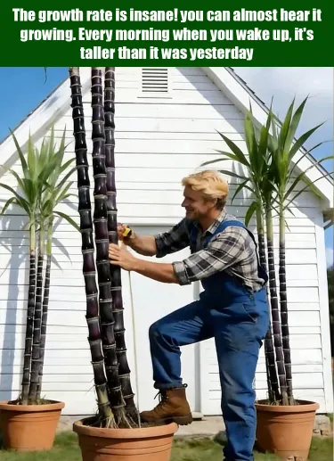 Prírodná energetická tyčinka s obrovskými semenami cukrovej trstiny