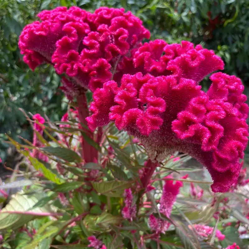 🔥Flame Bloom Čerstvý kohúti hrebeň