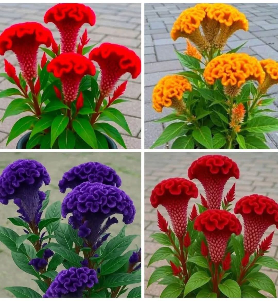 🔥Flame Bloom Čerstvý kohúti hrebeň